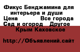 Фикус Бенджамина для интерьера и души › Цена ­ 2 900 - Все города Сад и огород » Другое   . Крым,Каховское
